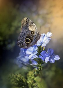 butterfly, insect, flowers